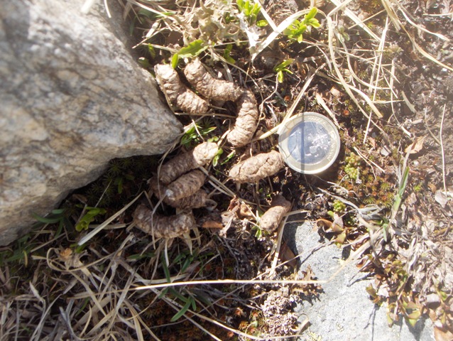 valsavarecnhe , parco nazionale gran paradiso......